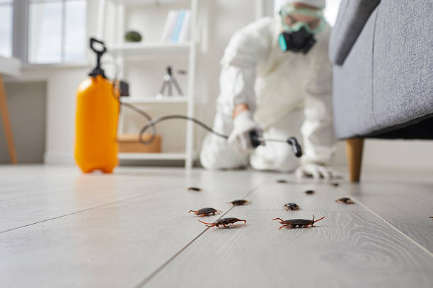 Commercial Kitchen Cockroach Control in Wheaton
